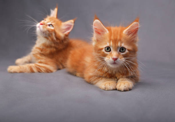 istock Two adorable red solid maine coon kitten lying with relaxing look with beautiful brushes on the ears on grey background 652237364