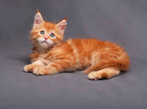 istock Red solid maine coon kitten lying with relaxing look with beautiful brushes on the ears on grey background 652237368