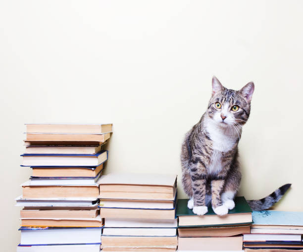 istock Cat sitting on the books 652237400