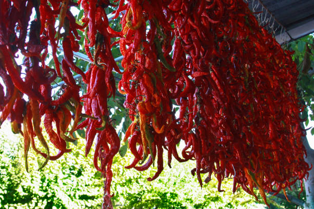 istock sun dried red chilli peppers on rope 652237804