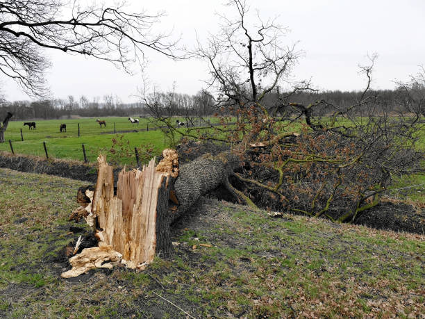 поврежденное сломанное дерево ураганным ветром после шторма на лугу - breaking wind стоковые фото и изображения
