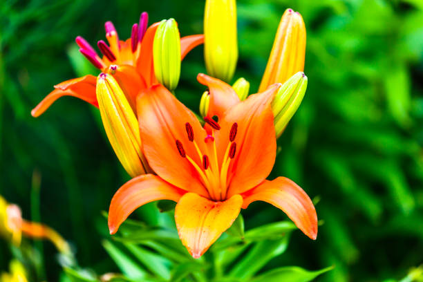 istock Bright orange flowering lily with green foliage 652244964