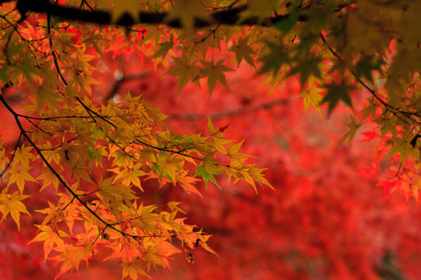 istock Colors of Autumn 652248106