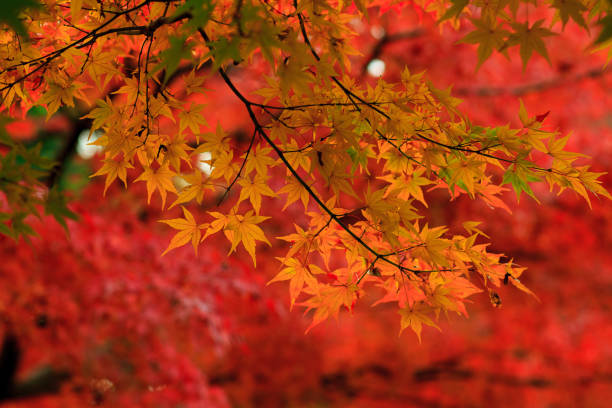 istock Colors of Autumn 652248134