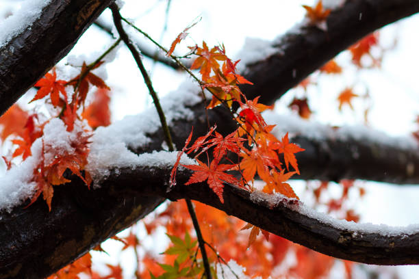 Autumn leaves with early snow in Japan