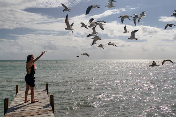 istock Young woman feeding seagulls in flight 652251446