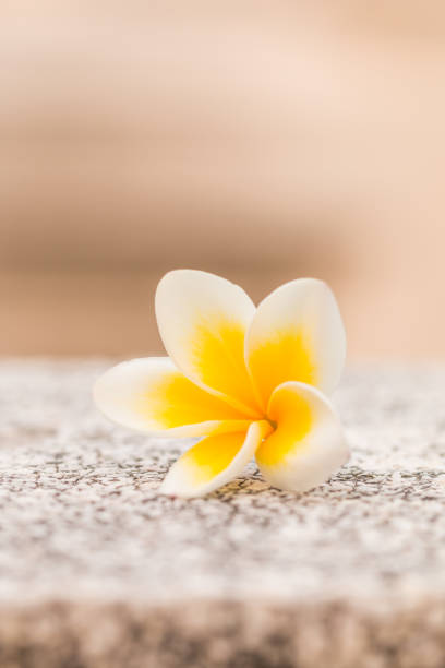 plumaria fall on the concrete floor
