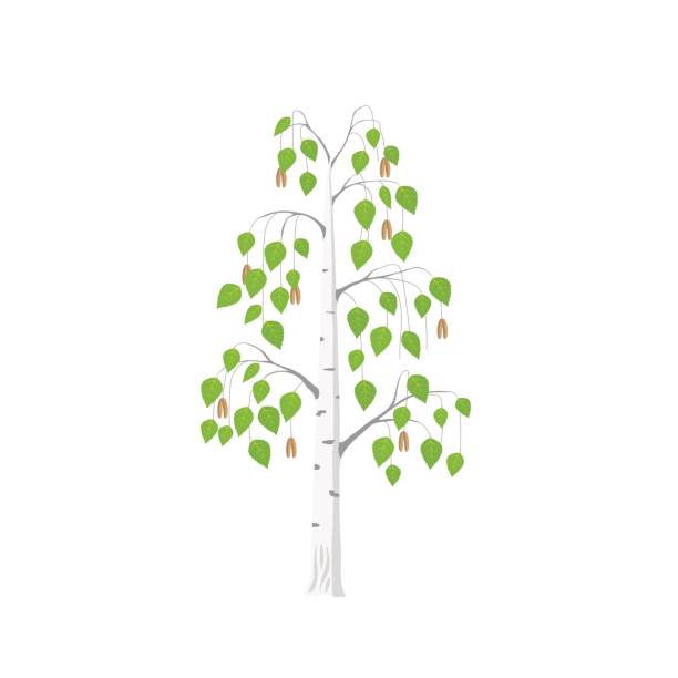 flache birke vektor - silver birch tree stock-grafiken, -clipart, -cartoons und -symbole