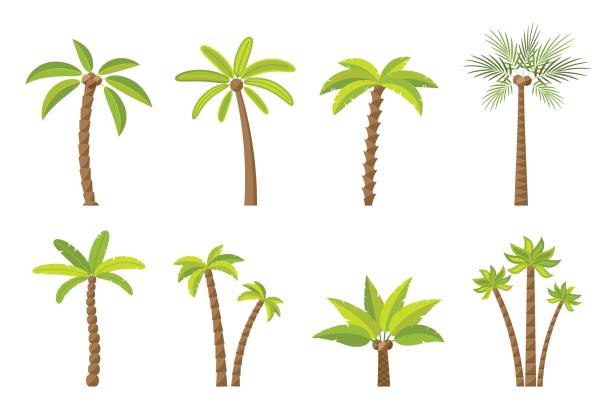 Vector set of simple palm trees. Vector set of simple palm trees. Flat cartoon palms on white background. palm tree cartoon stock illustrations