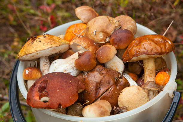 istock edible wild mushrooms in basket in forest 652252342