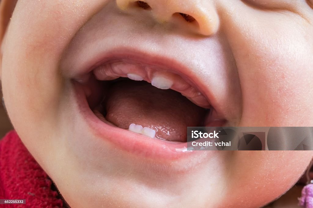 Closeup view on open mouth of baby. First teeth growing. Teeth Stock Photo