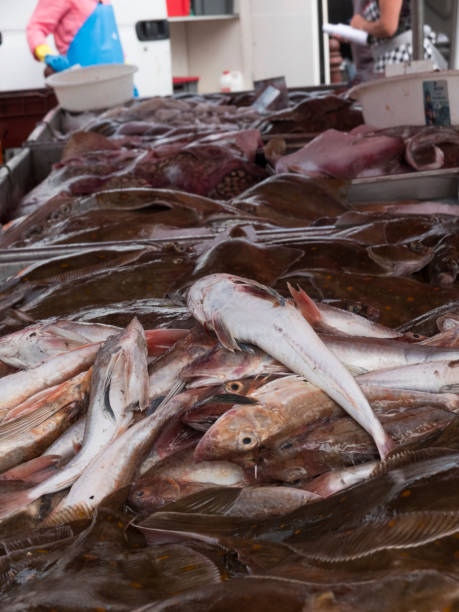 istock the catch of the day 652255752