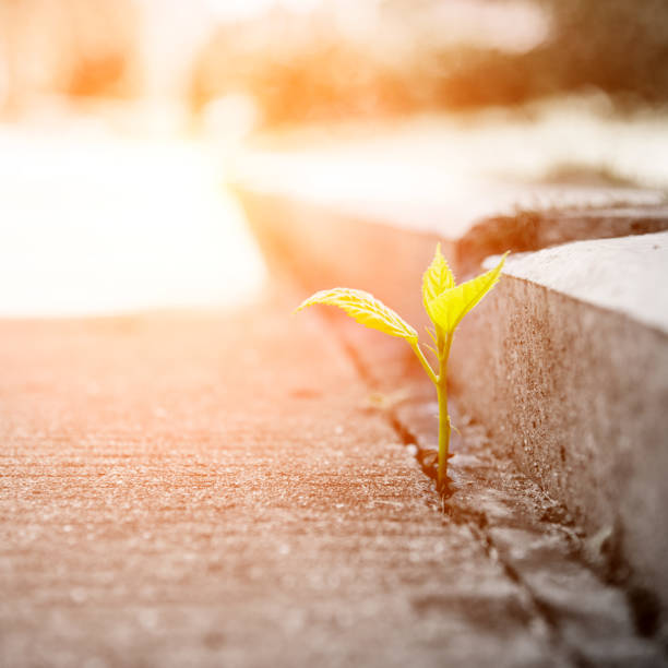 istock growing out of concrete 652255956