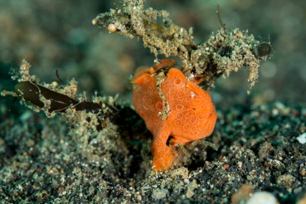 A frogfish in Anilao in Philippines