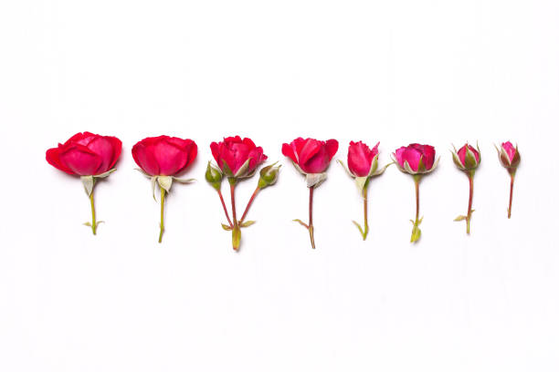 istock Pink, red roses. Floral pattern on white background 652259756