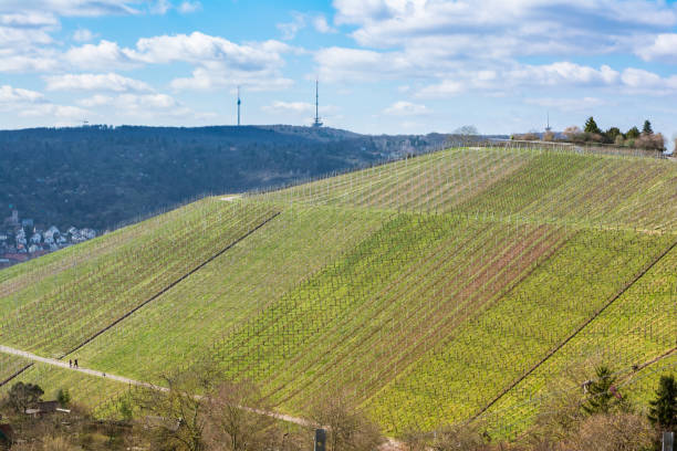 istock Vineyard Winter Landscape Empty Green Beautiful Blue Skies Warm Weather Spring Grass Preparing 652262568