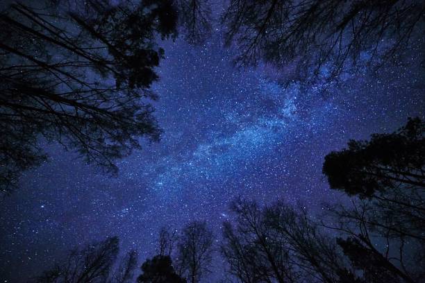 istock Night sky with the Milky Way over the forest 652263138