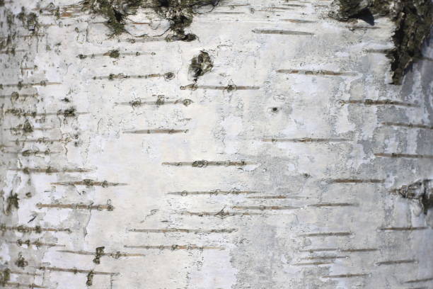 istock Natural wood background with birch bark texture 652263298