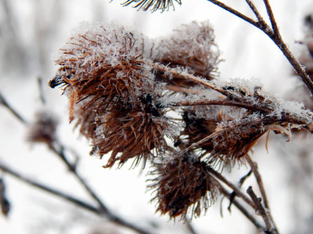 istock Steppe grass under the snow close-up 652263316