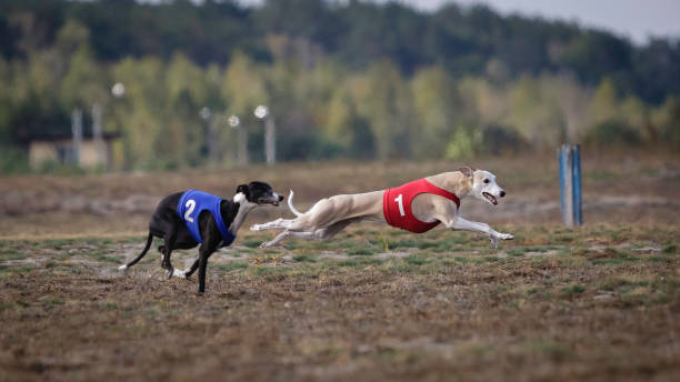 istock Whippet dog running. Coursing, passion and speed 652269952