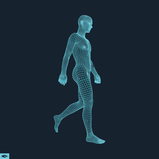 Walking Man. 3D Human Body Model. Walking Man. 3D Human Body Model. Geometric Design. Human Body Wire Model. Vector Illustration. wire frame model stock illustrations
