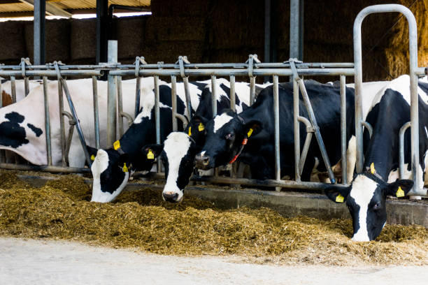 istock cows in a farm. Dairy cows in a farm 652273768