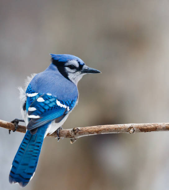 istock Blue Jay (cyanocitta cristata)on a branch with a small breeze. 652276990