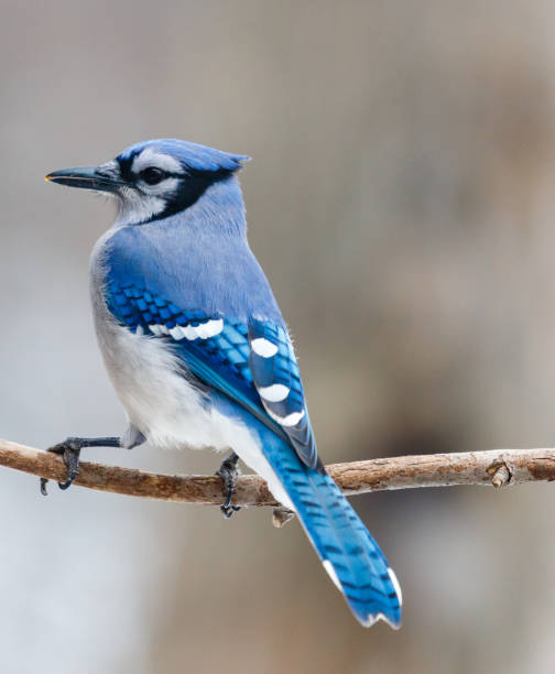 istock Close-up of a blue jay  (cyanocitta cristata) perching on a branch. 652276996