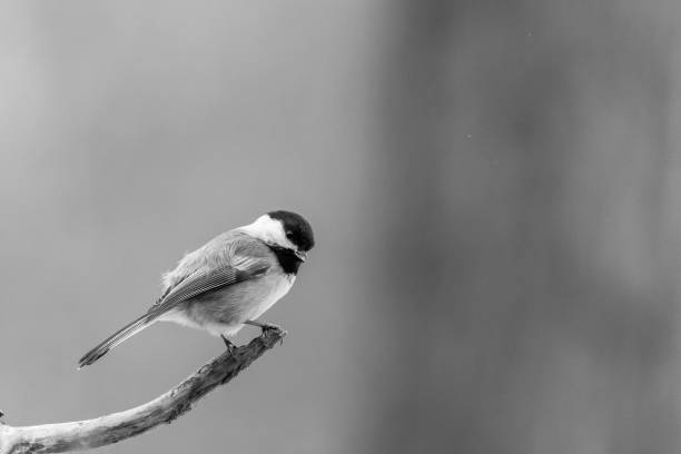 istock Black-capped Chickadee (poecile atricapillus) perching on a branch with a slight breeze 652277120