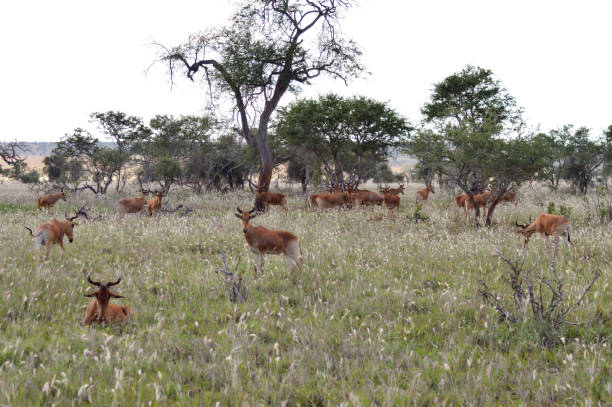 Flock of hirolas grazing in the savanna Flock of hirolas grazing in the savanna of Tsavo West park in central Kenya afryka stock pictures, royalty-free photos & images