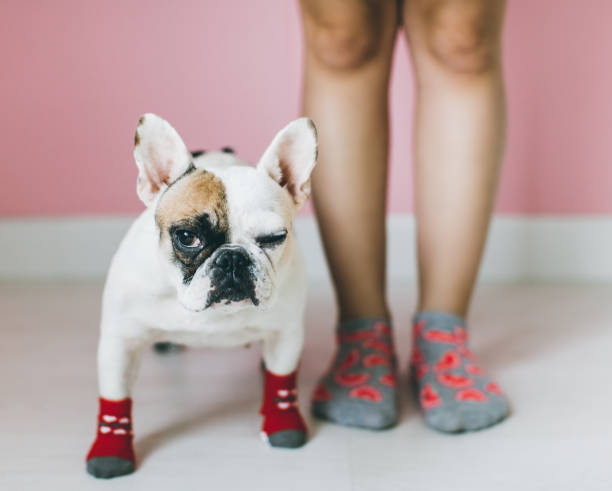 istock Womens Legs with dog side by side. 652280918