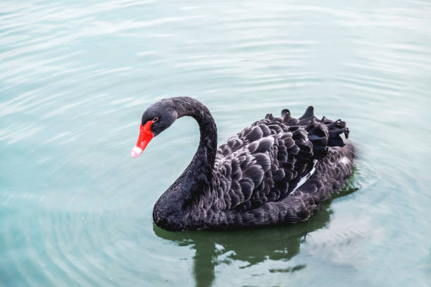 istock Black Swan (Cygnus atratus) in the lake 652281092