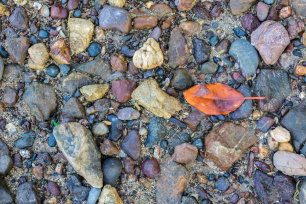 istock Dry leaves on a pebble at the beach 652281342