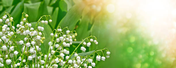 istock flowers lily of the valley 652284652
