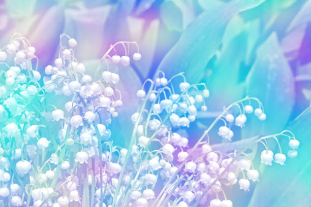 istock flowers lily of the valley 652284688