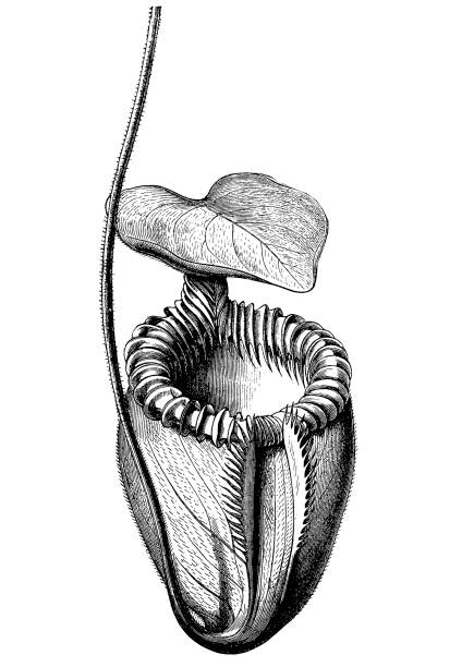 Villose Pitcher-Plant (Nepenthes villosa) illustration of a Villose Pitcher-Plant (Nepenthes villosa) carnivorous stock illustrations