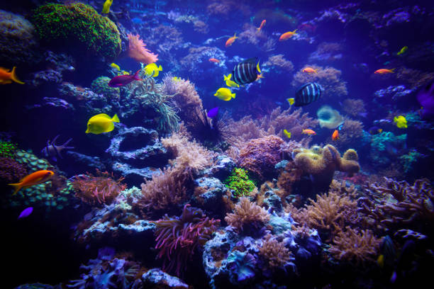 istock underwater background. Underwater scene. Underwater world. Underwater life landscape 652287750
