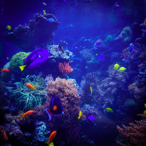 istock underwater background. Underwater scene. Underwater world. Underwater life landscape 652287782