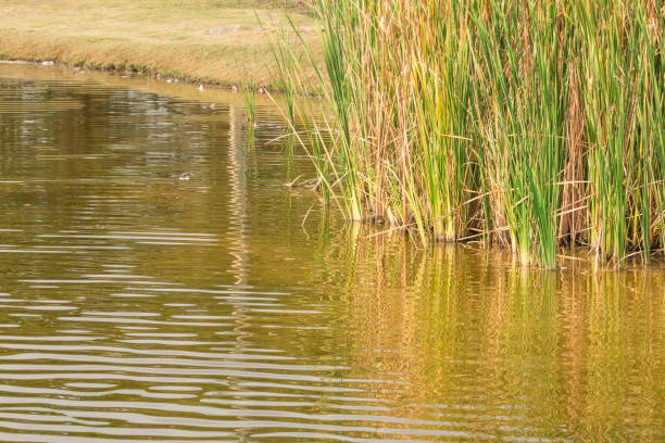 istock nature purity grass on the river bank 652288628