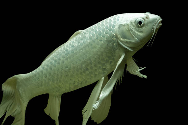 istock fresh water fish in aquarium, Fish Tank 652288650