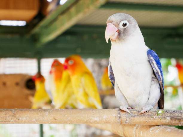 istock Beautiful Love Birds. 652291192