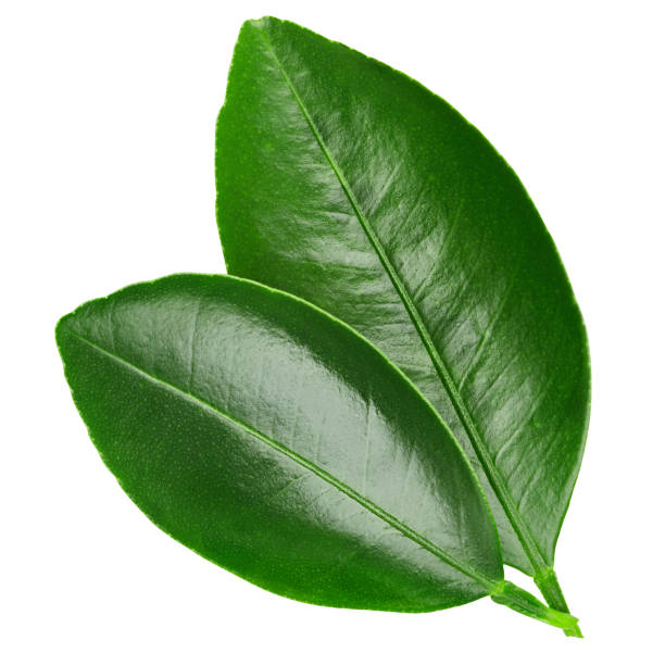 Citrus leaves Clipping Path Citrus leaves isolated on white background Clipping Path orange tree stock pictures, royalty-free photos & images