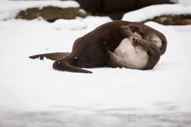 A picture from an otter