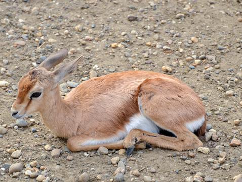 Impala baby