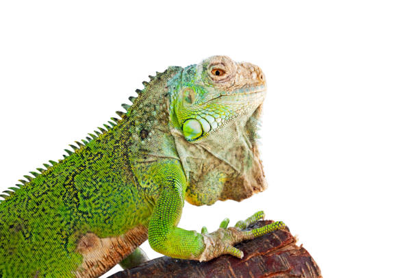 istock Green iguana on branch isolated on white 652309508