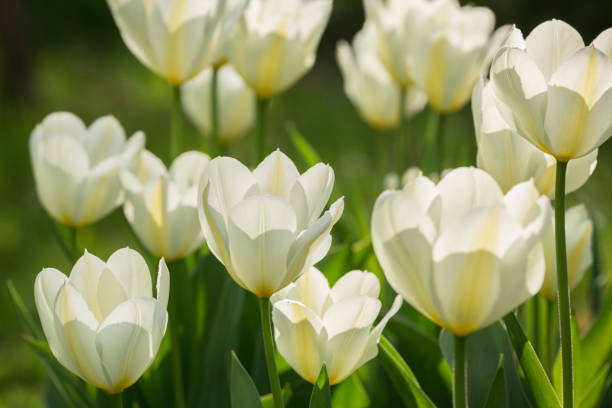 istock White tulips in the garden 652311984