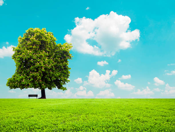 istock Beautiful green field and empty bench - Peacuful landscape view 652312176
