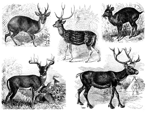 Antique illustration of a deer