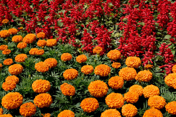 istock Beautiful flowers as a background 652317684