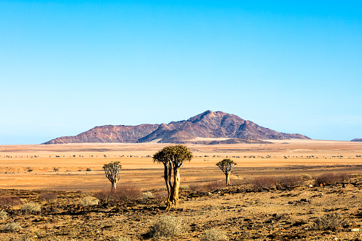 Landscape with Quiver Trees (Aloe dichotoma), Gaub Pass, Namibia
